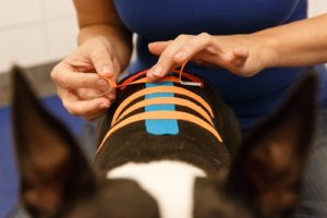 Anwendung und Verwendung von Kinesiologie Tape für Hunde