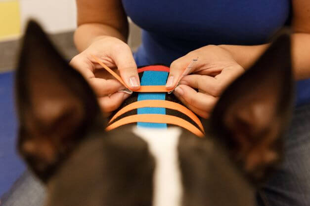 VetkinTape® Einführungsangebot für Hunde - Image 17