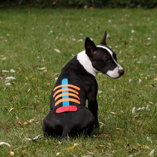 VetkinTape® Einführungsangebot für Hunde - Image 18