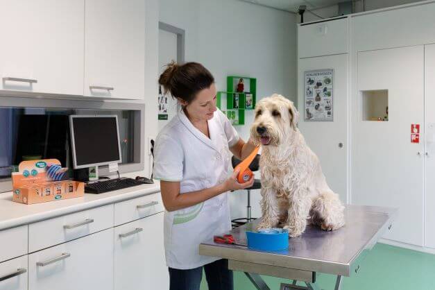 VetkinTape® Einführungsangebot für Hunde - Image 19