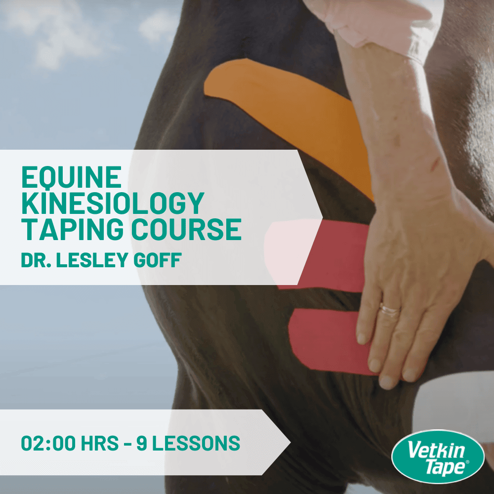 Online Pferde Taping Kurs - 2 Std. - Englisch