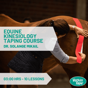 Online Pferde Taping Kurs - 3 Std. - Englisch
