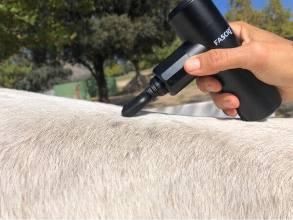 Massage gun on horses back