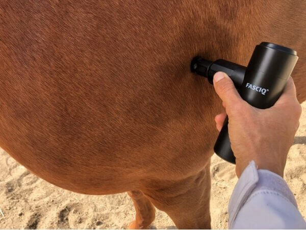 Massage gun on horses leg