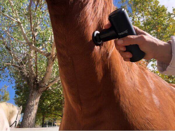 Massage gun on horses neck