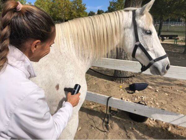 Massage gun on horses