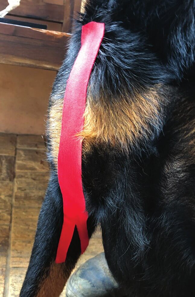 Y-shaped tape applied along the biceps brachii tendon