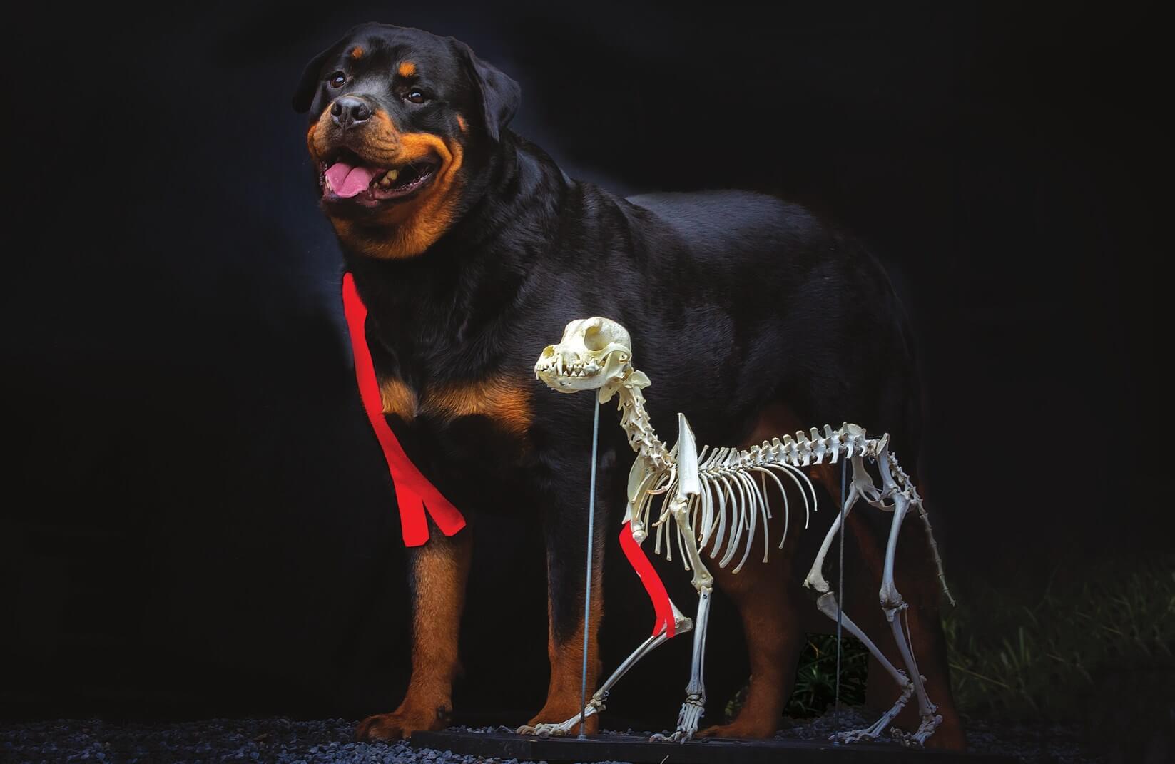 Kinesiology tape applied for biceps brachii tendinopathy in a dog