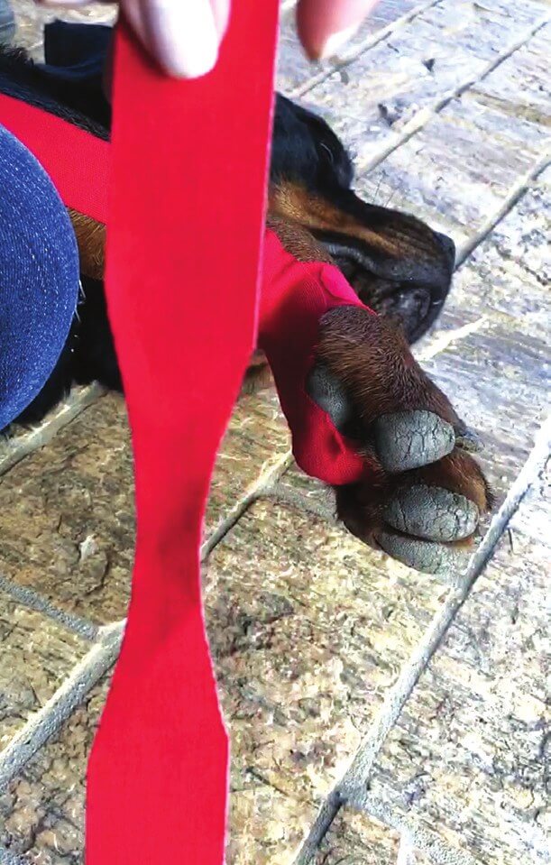 Narrowing the tape to create a distal anchor around the paw, step 1