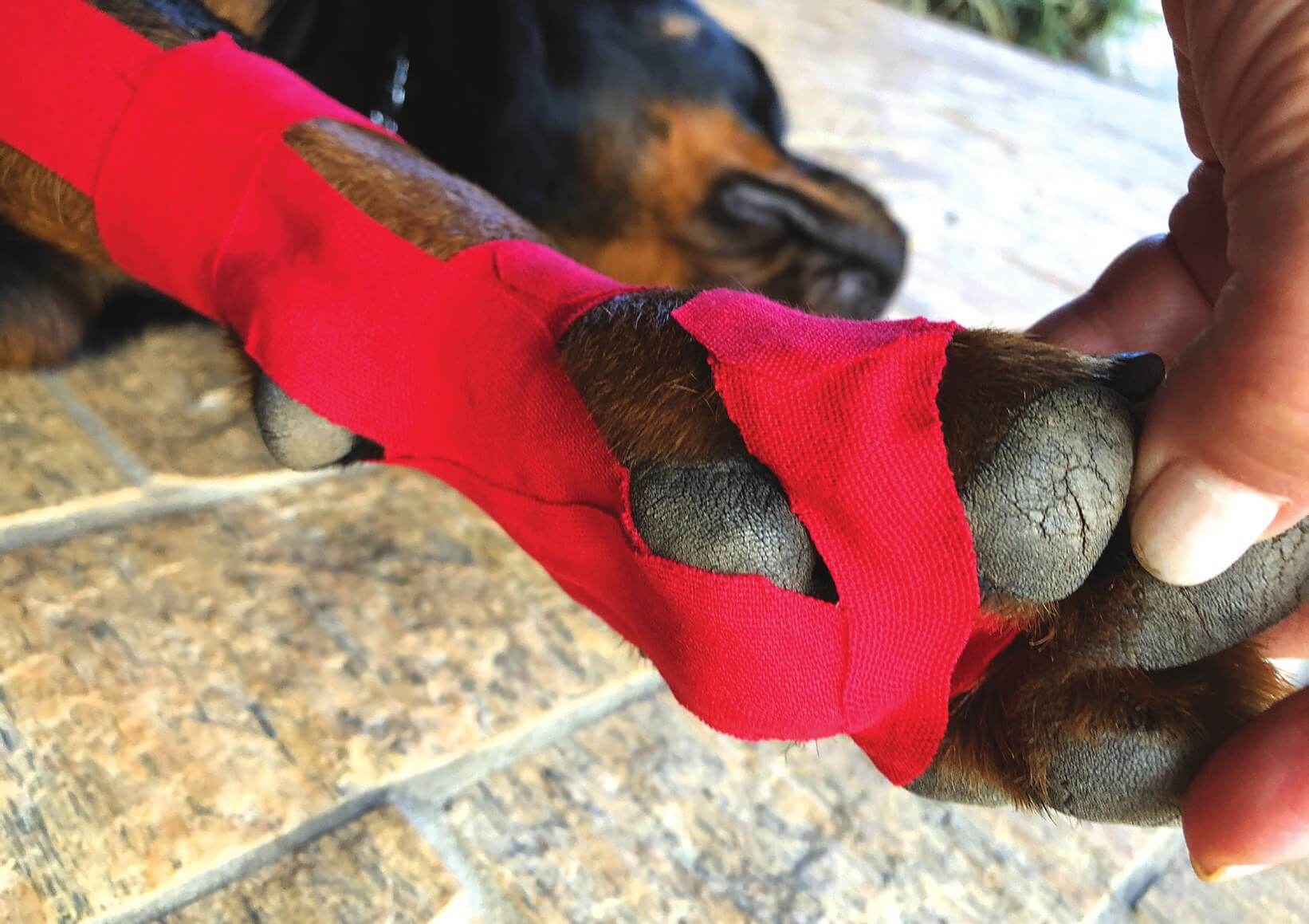 Completed distal anchor around the paw, step 3