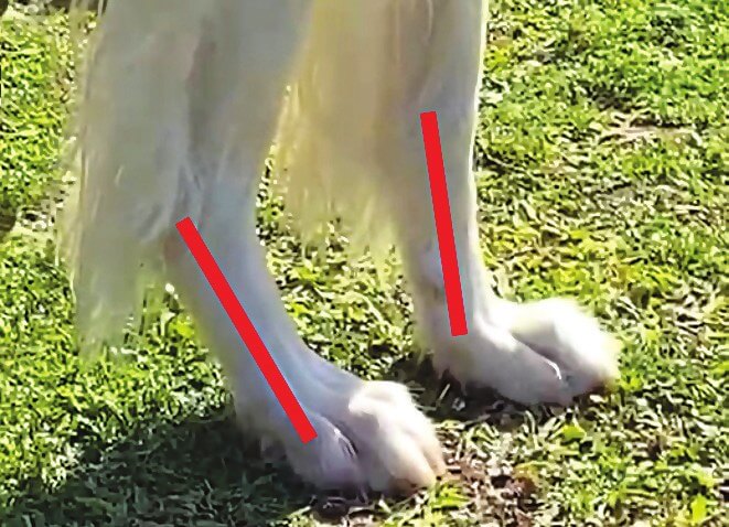 Example of carpal hyperextension in a dog's forelimb, untaped