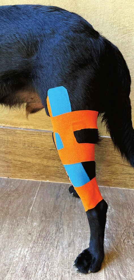 H shape tape applied for stifle joint stability