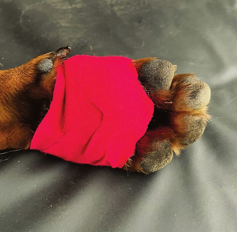 Tape applied over the paw pad to protect the wound