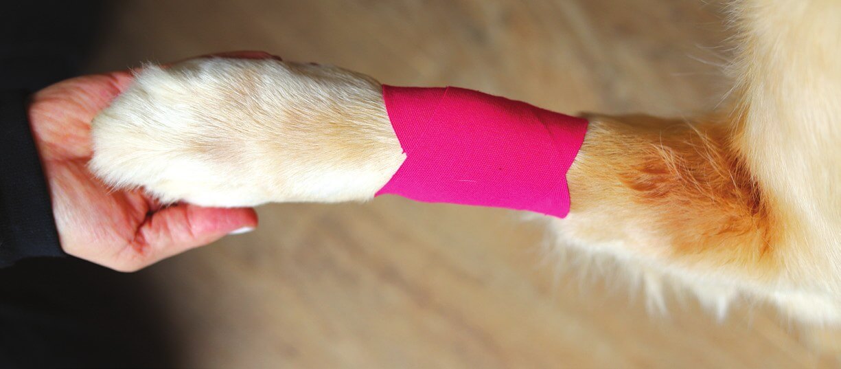 Completed X-shaped kinesiology tape application over a dog's joint