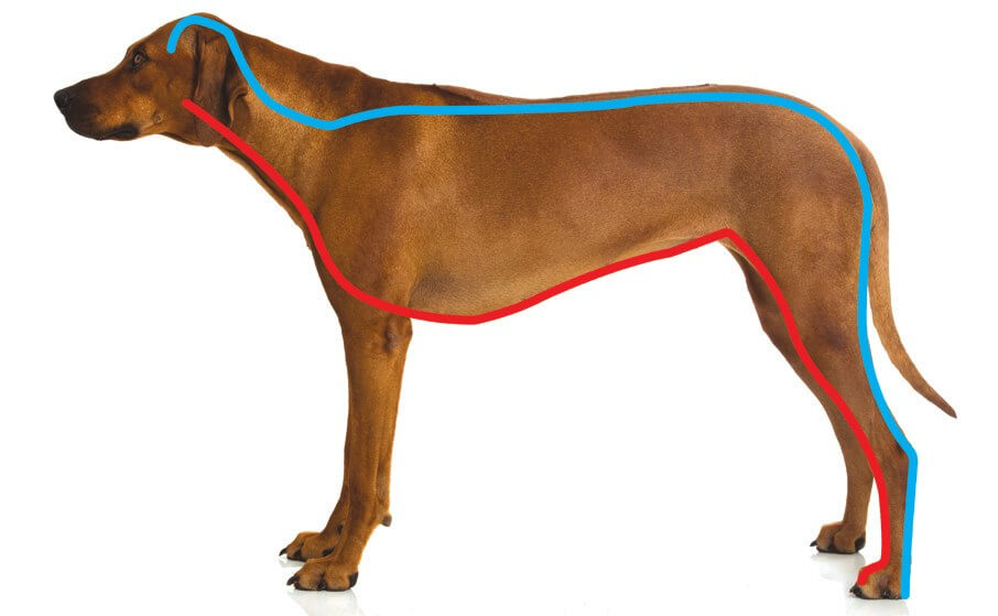 Overview of the Superficial Dorsal and Ventral Lines in a dog