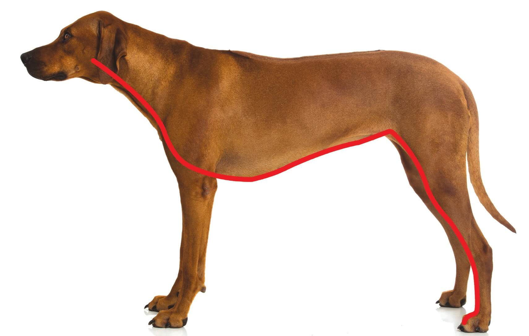 The Superficial Ventral Line in a dog, from jaw to hind paw