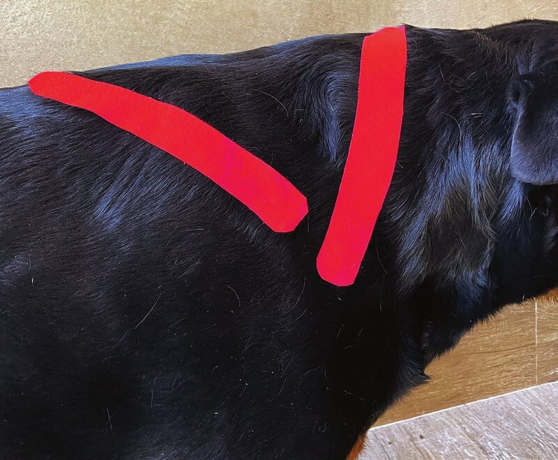 Tape applied over the brachiocephalicus muscle on a dog