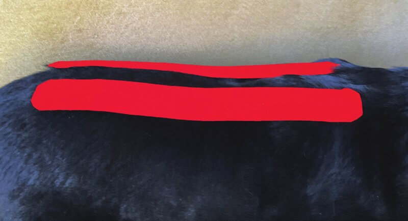 Tape applied over the erector spinae muscle on a dog