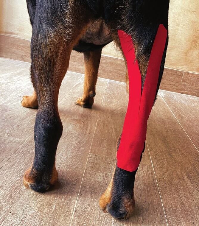 Tape applied over the gastrocnemius muscle on a dog