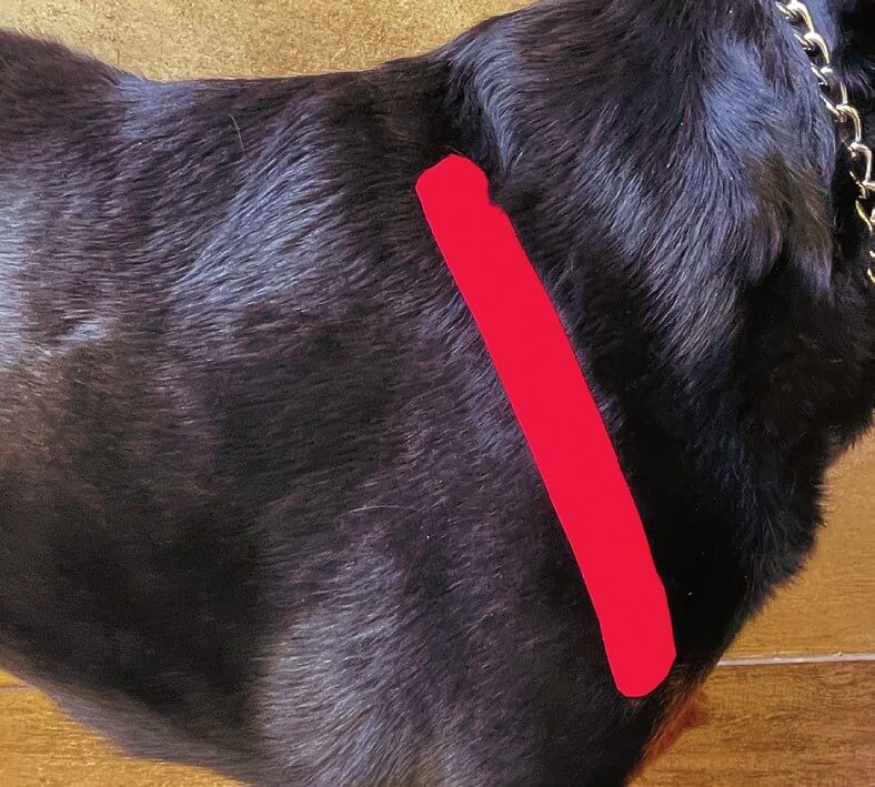 Tape applied over the infraspinatus muscle on a dog