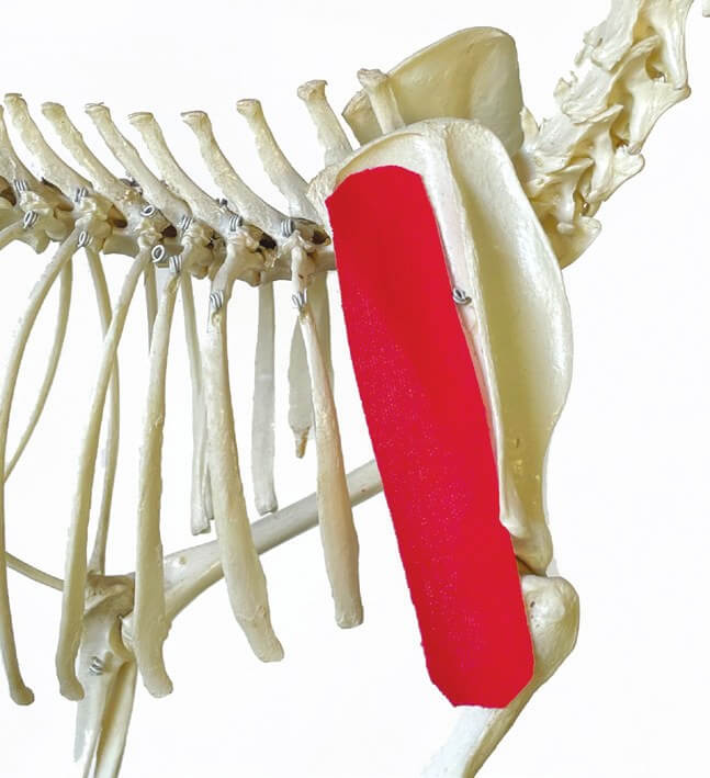 Tape position over the infraspinatus muscle, shown on a skeleton