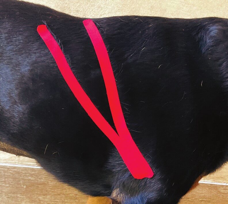 Tape applied over the latissimus dorsi muscle on a dog