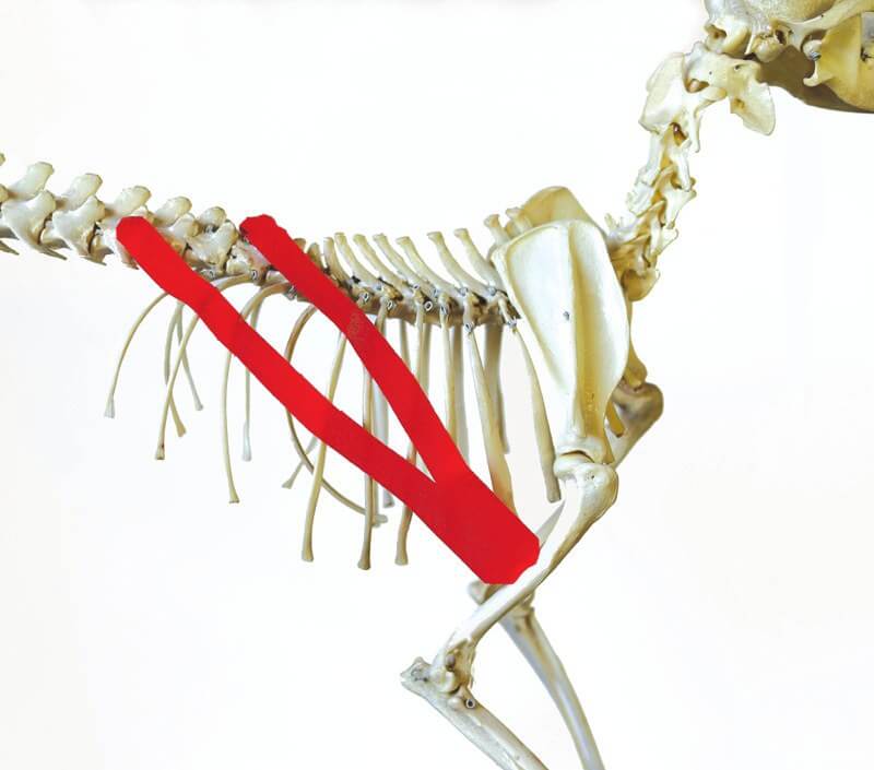 Tape position over the latissimus dorsi muscle, shown on a skeleton