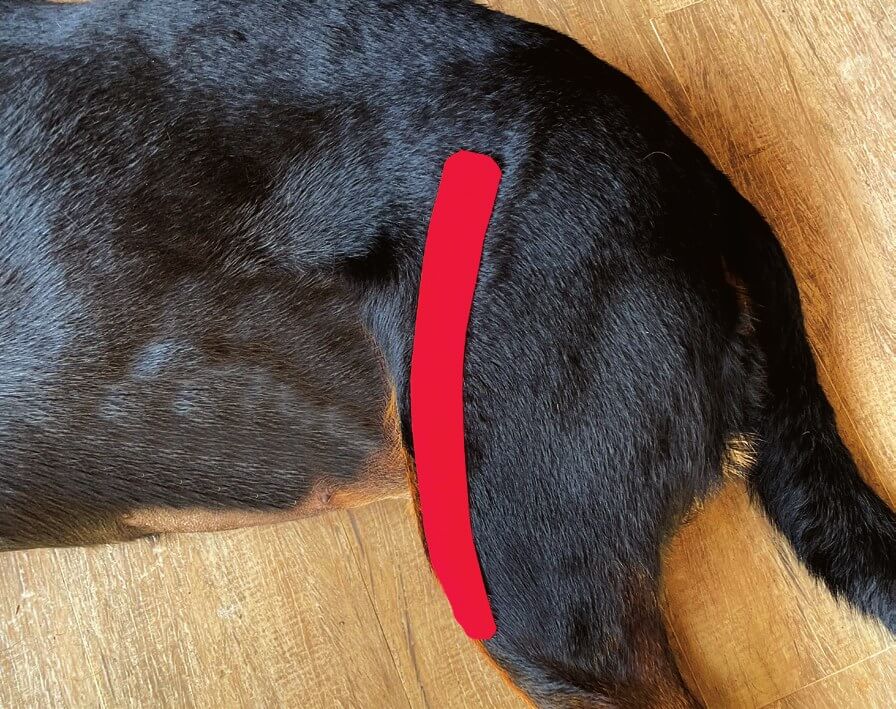 Tape applied over the quadriceps muscle on a dog