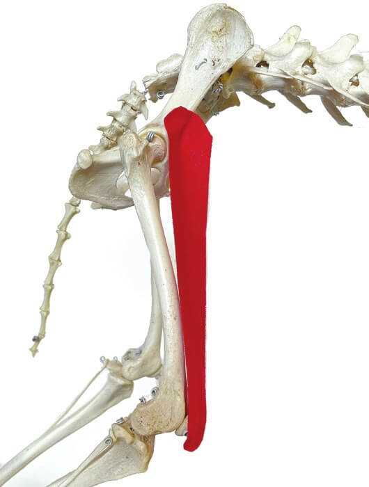 Tape position over the quadriceps muscle, shown on a skeleton
