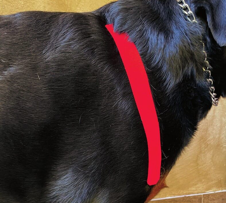 Tape applied over the supraspinatus muscle on a dog