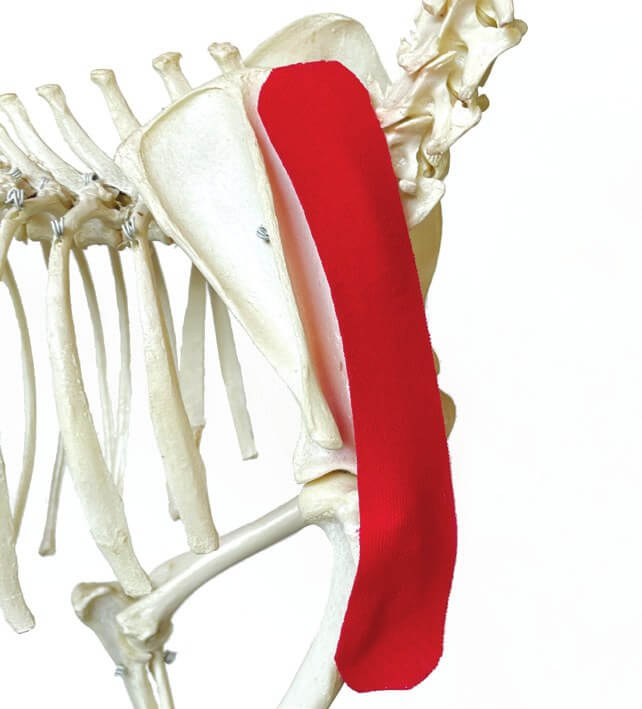 Tape position over the supraspinatus muscle, shown on a skeleton