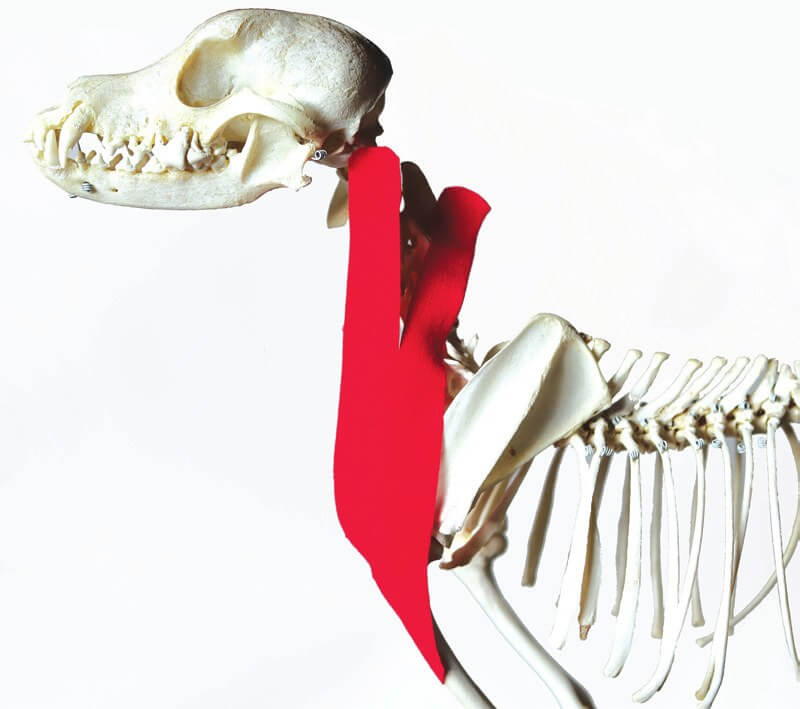Tape position over the trapezius muscle, shown on a skeleton