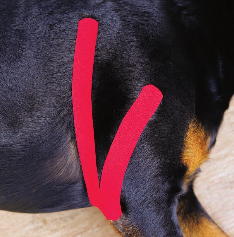 Tape applied over the triceps brachii muscle on a dog