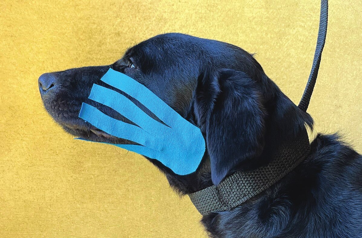 Lymphatic kinesiology tape applied to reduce facial oedema in a dog