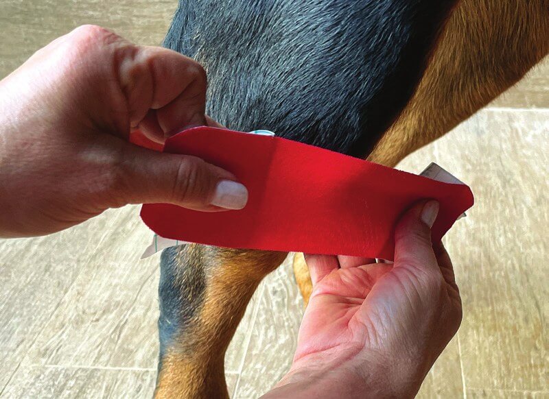Measuring the tape against the dog's leg before application