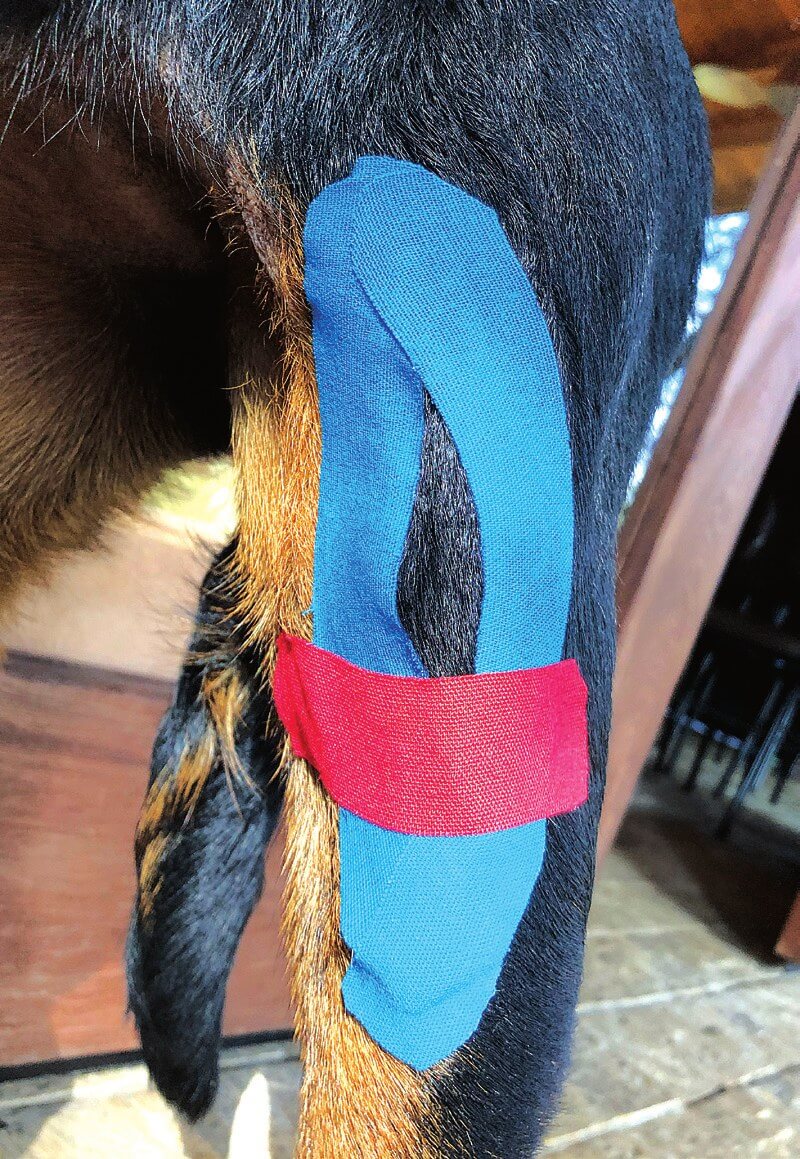 First I-strip applied for medial patellar luxation, cranial view