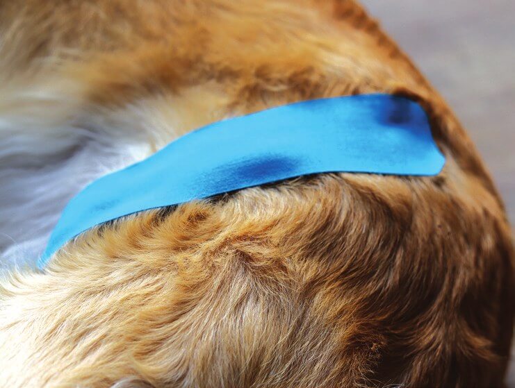 Quadriceps facilitation tape applied separately