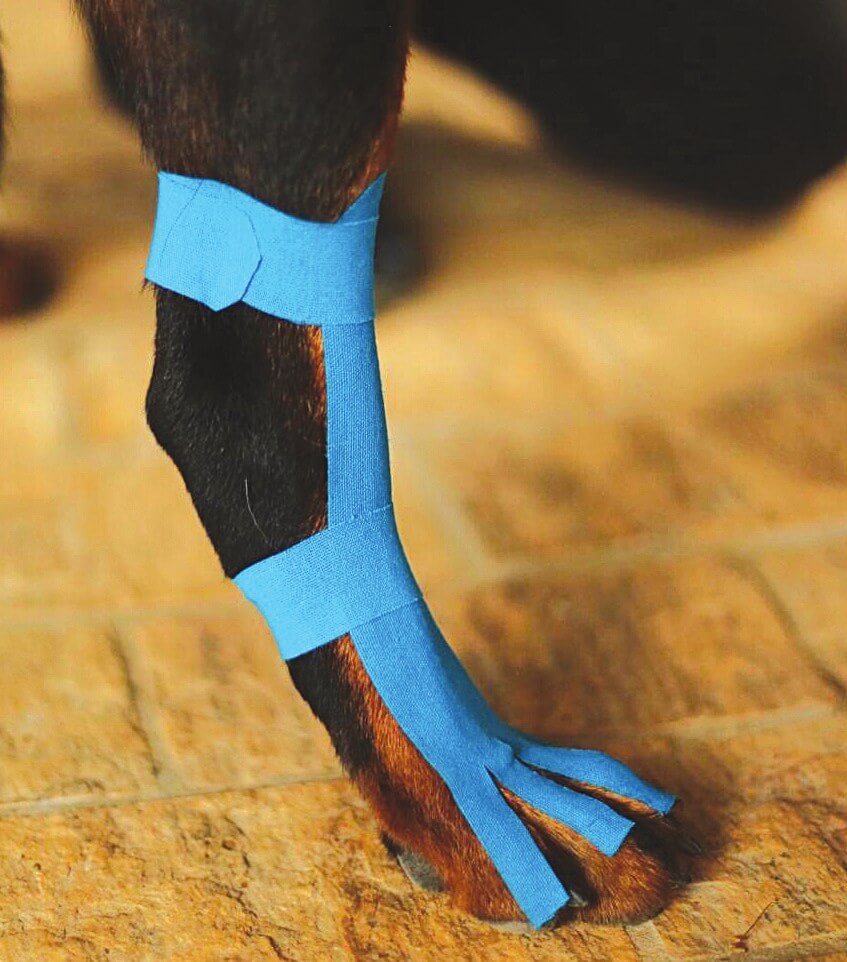 Lymphatic-shape tape applied along a dog's hind limb