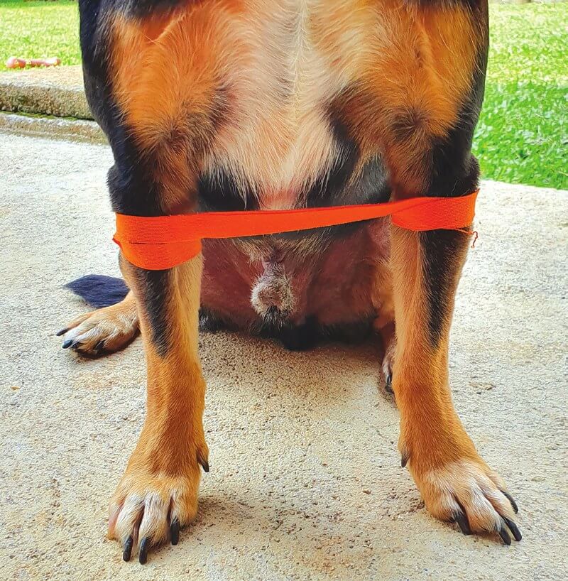 Completed tape loop applied around a puppy's legs