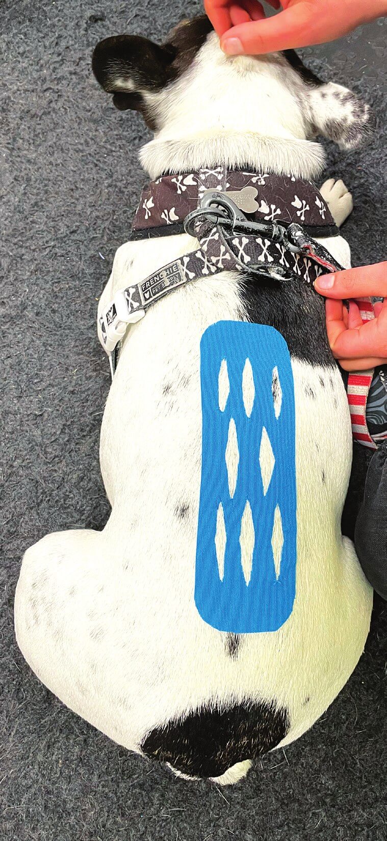 Basket shape tape applied over a dog's spine