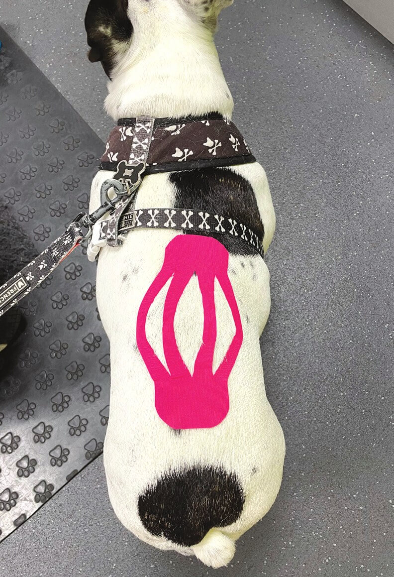 Web shape tape applied over a dog's spine