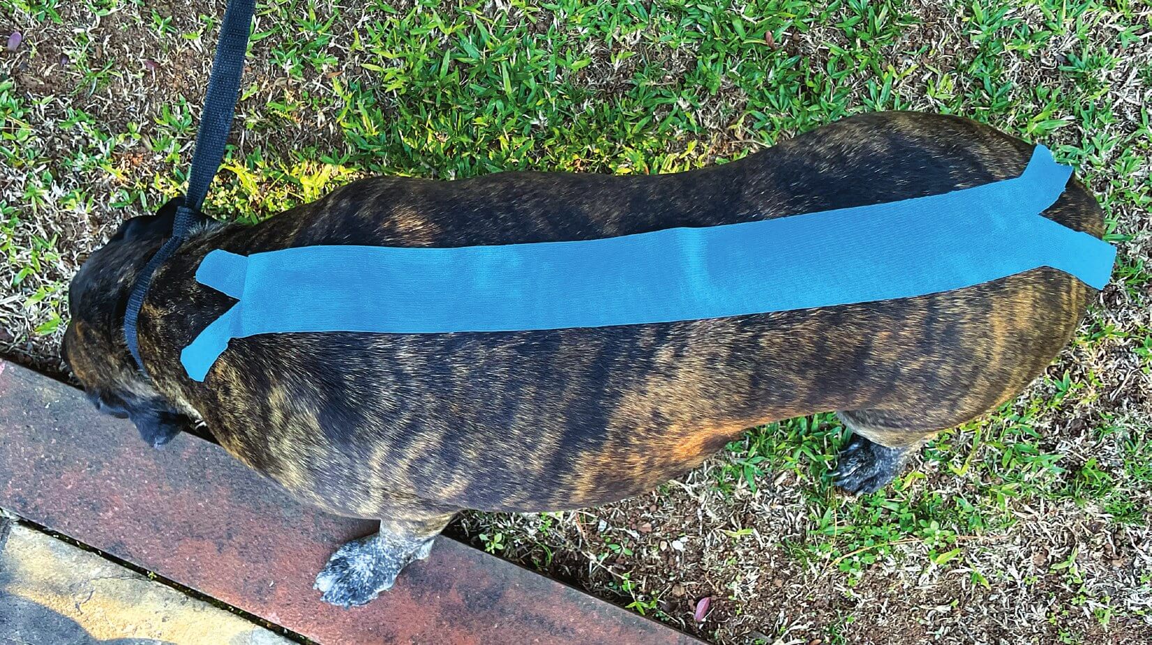 X shape tape applied over a dog's spine