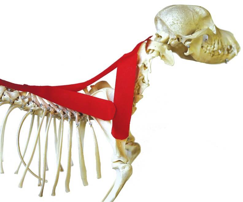 Tape-Position über dem Brachiocephalicus-Muskel, am Skelett dargestellt