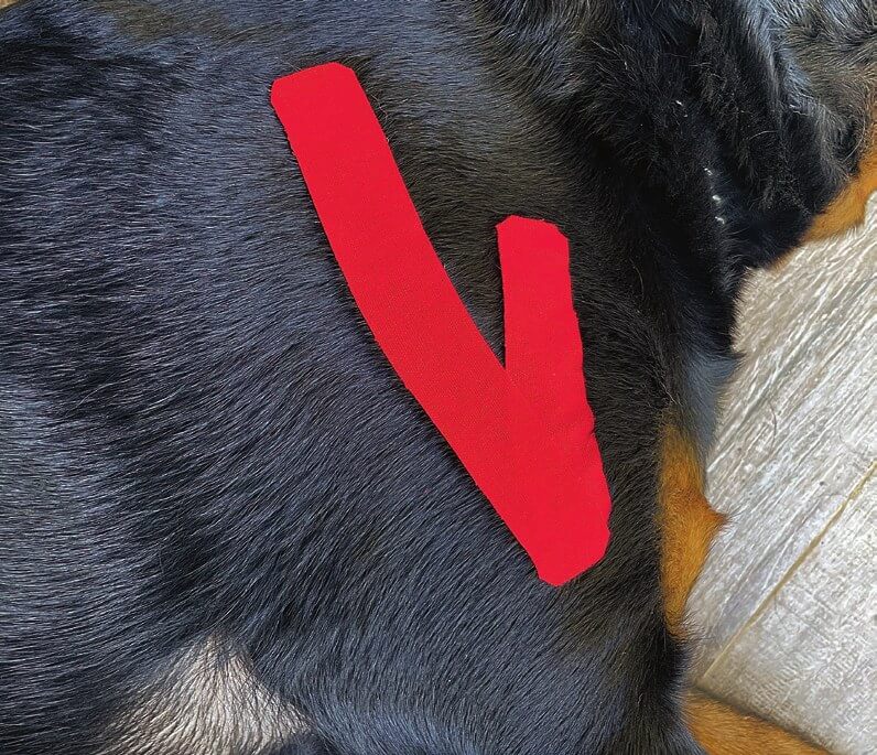 Tape über dem Deltoideus-Muskel beim Hund angelegt